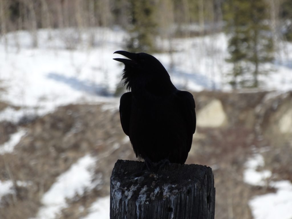 yukon raven