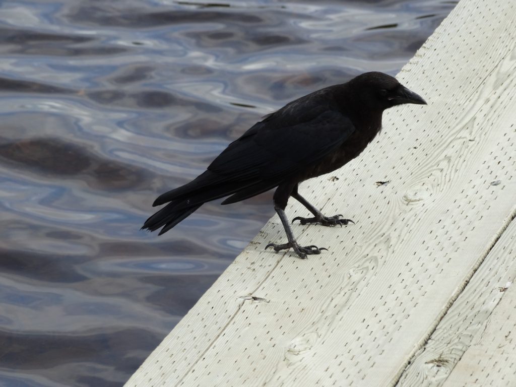 crow on the dock