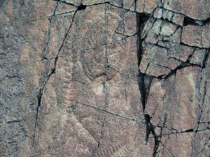 E – Mistaken Point, Newfoundland